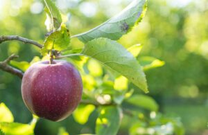 a close up of an apple on a tree