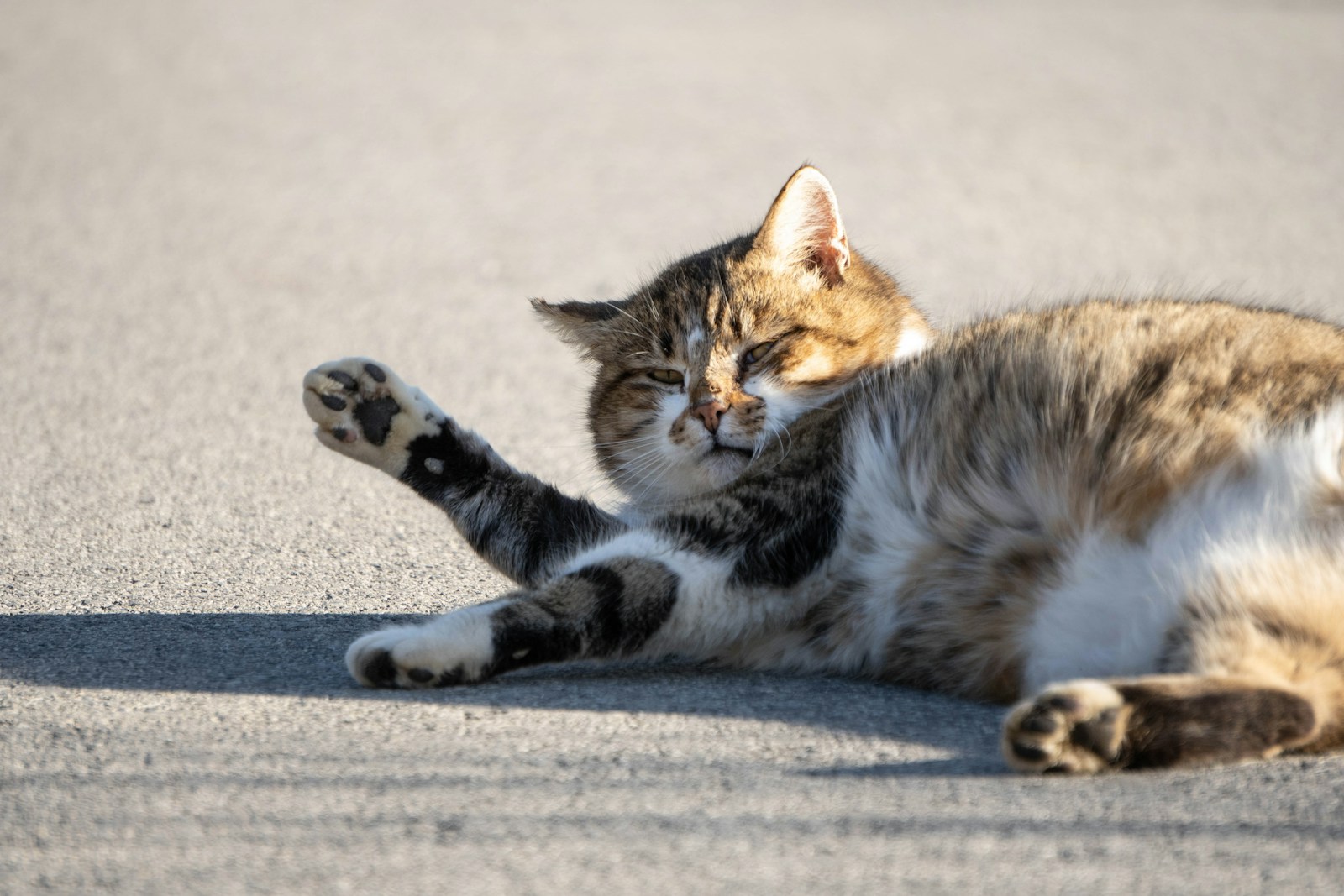 デブ猫